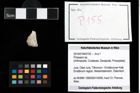 Foto (Objekt + Etikett) von Prosopon sp.  (NHMW-GEO-2014-0194-0155)